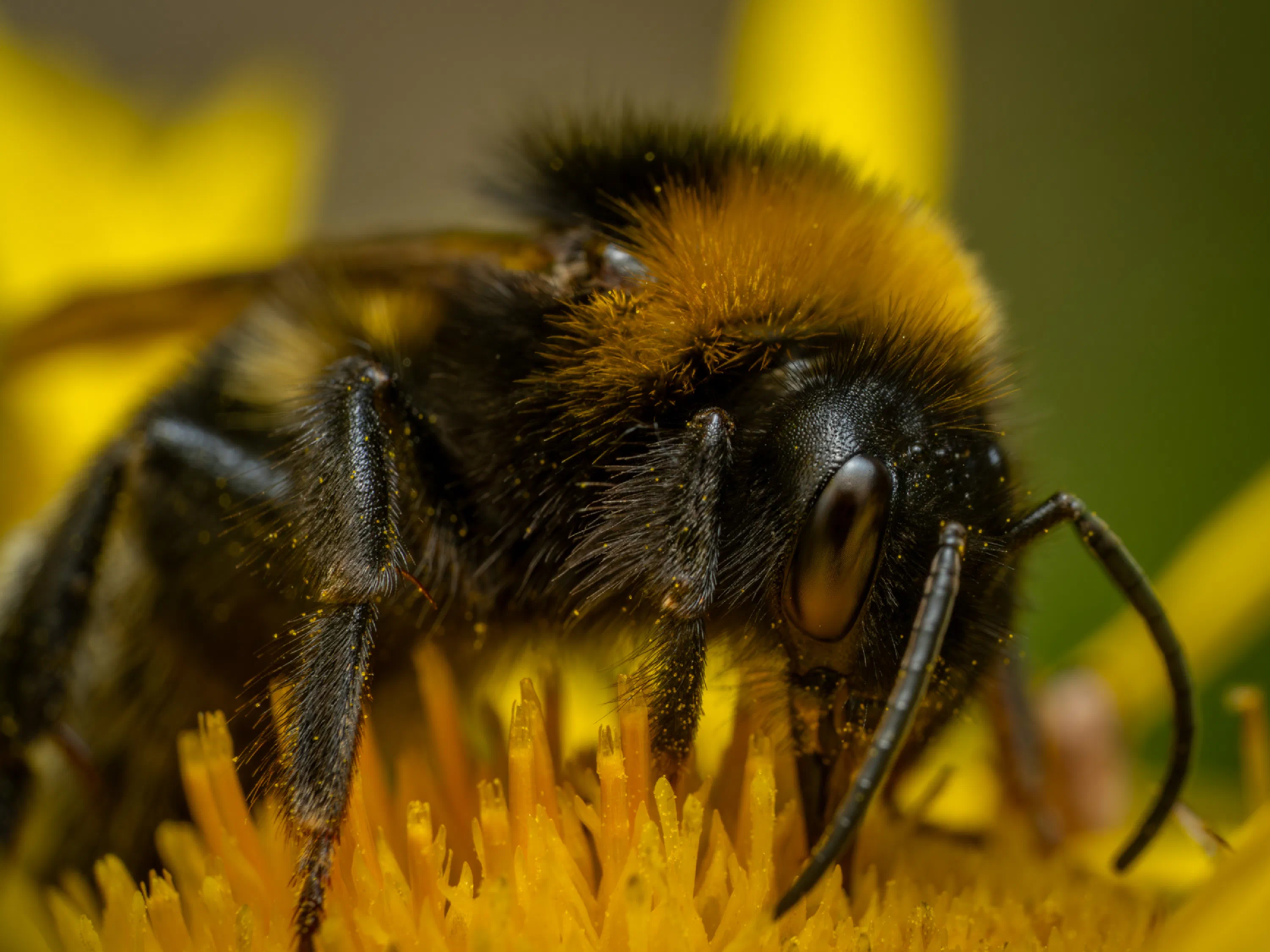 Garden Bumble Bee