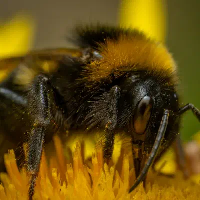 Garden Bumble Bee