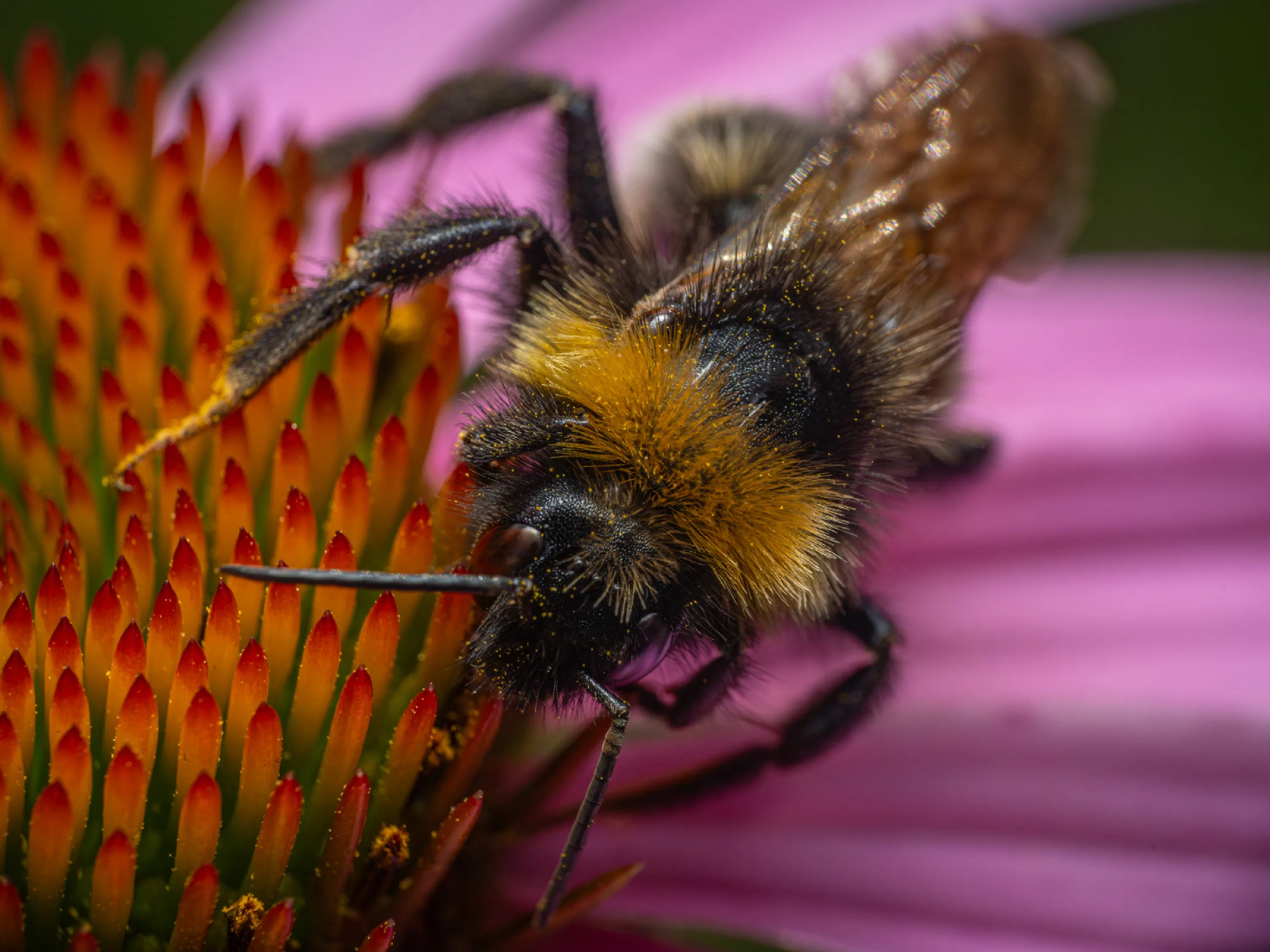 Garden Bumble Bee