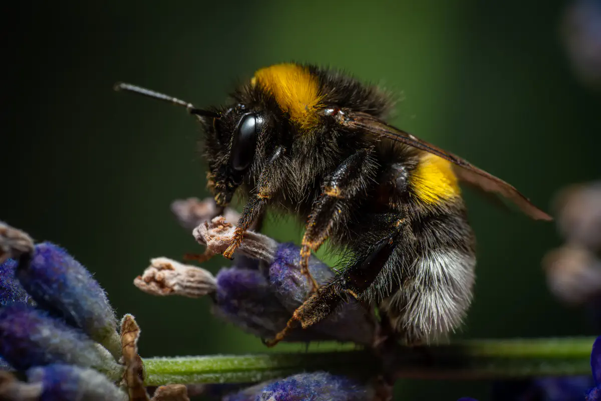 Gartenhummel – No. 5