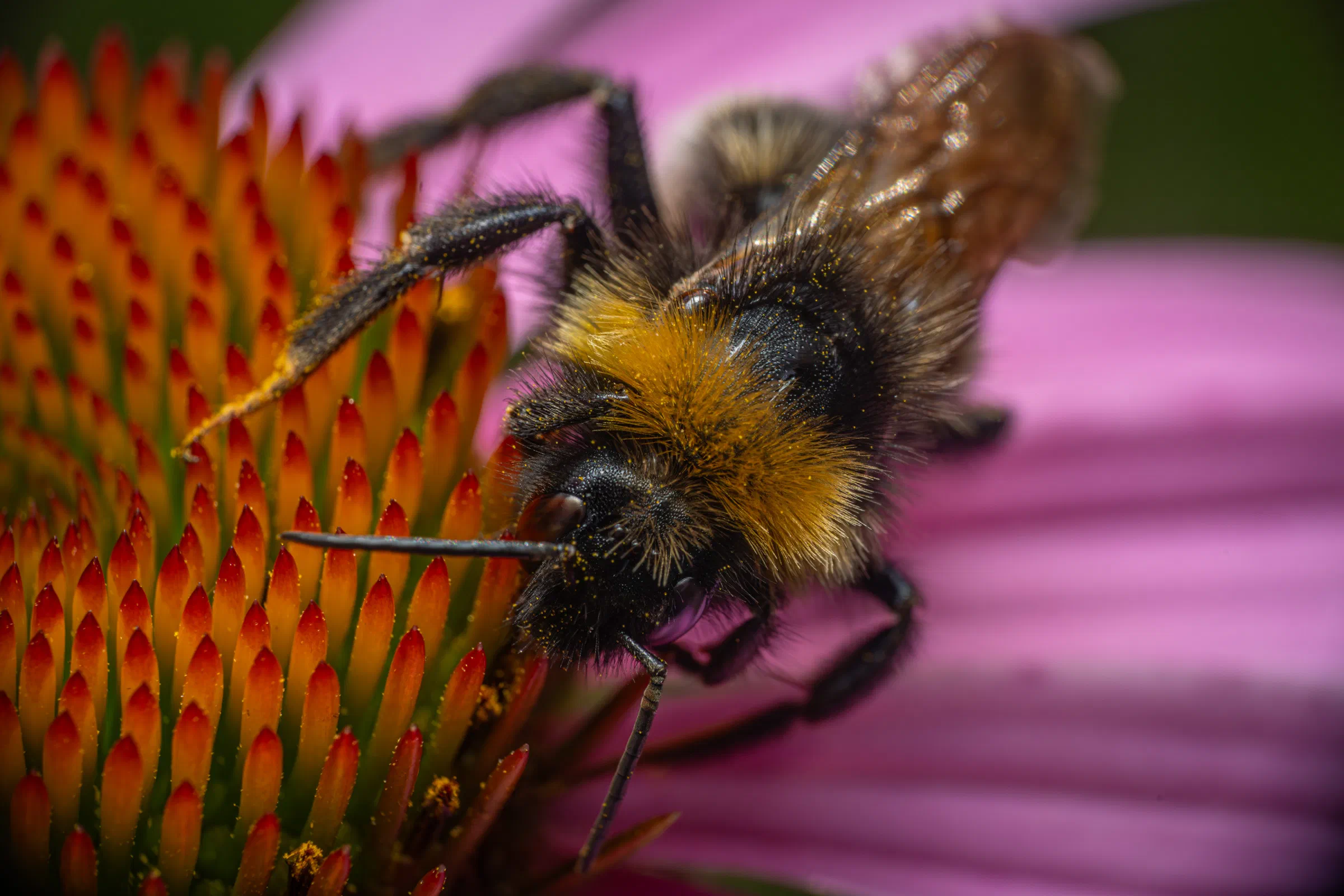 Gartenhummel