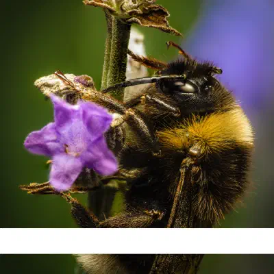Garden Bumble Bee