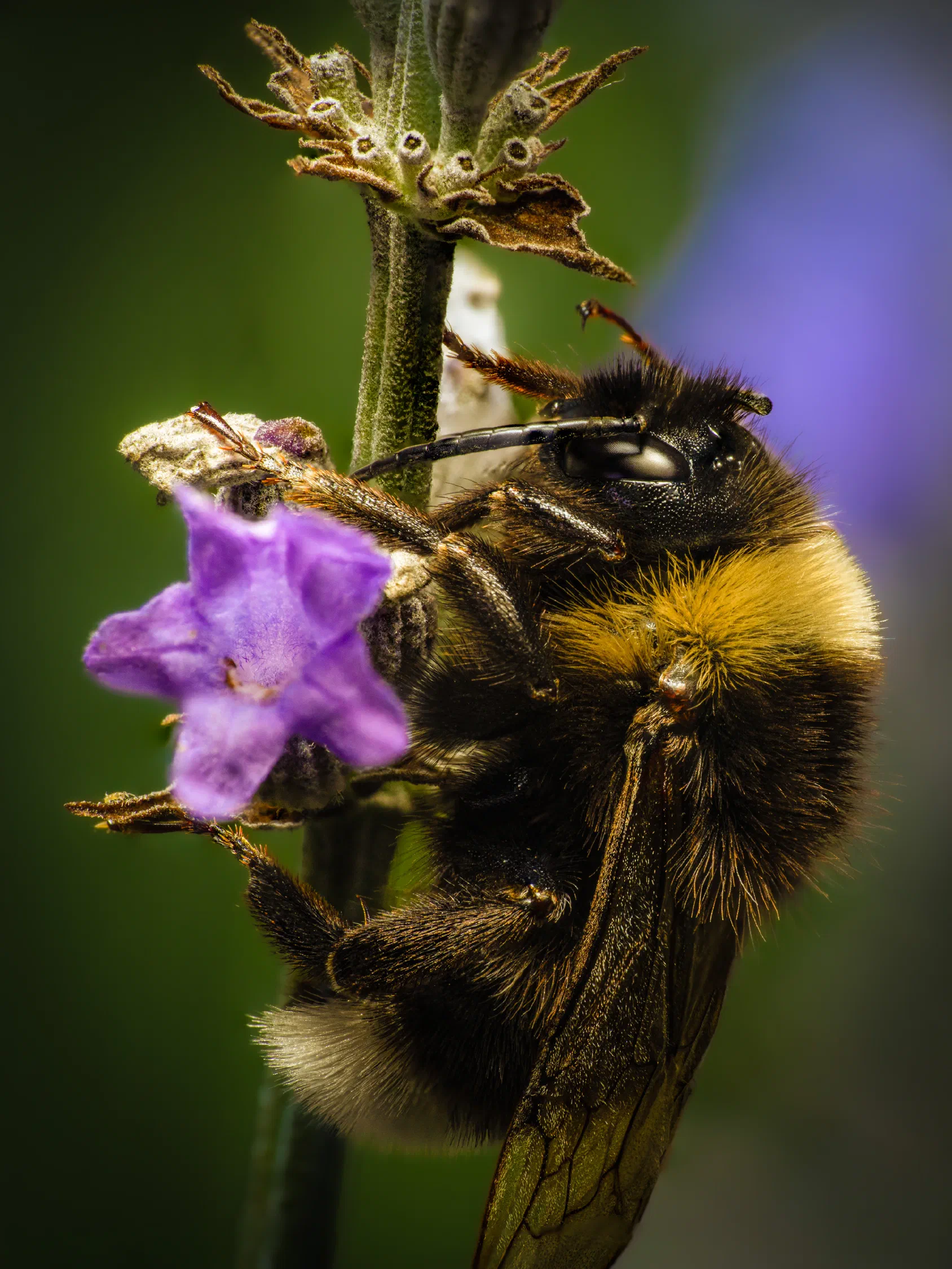 Garden Bumble Bee