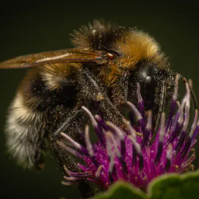 Gartenhummel