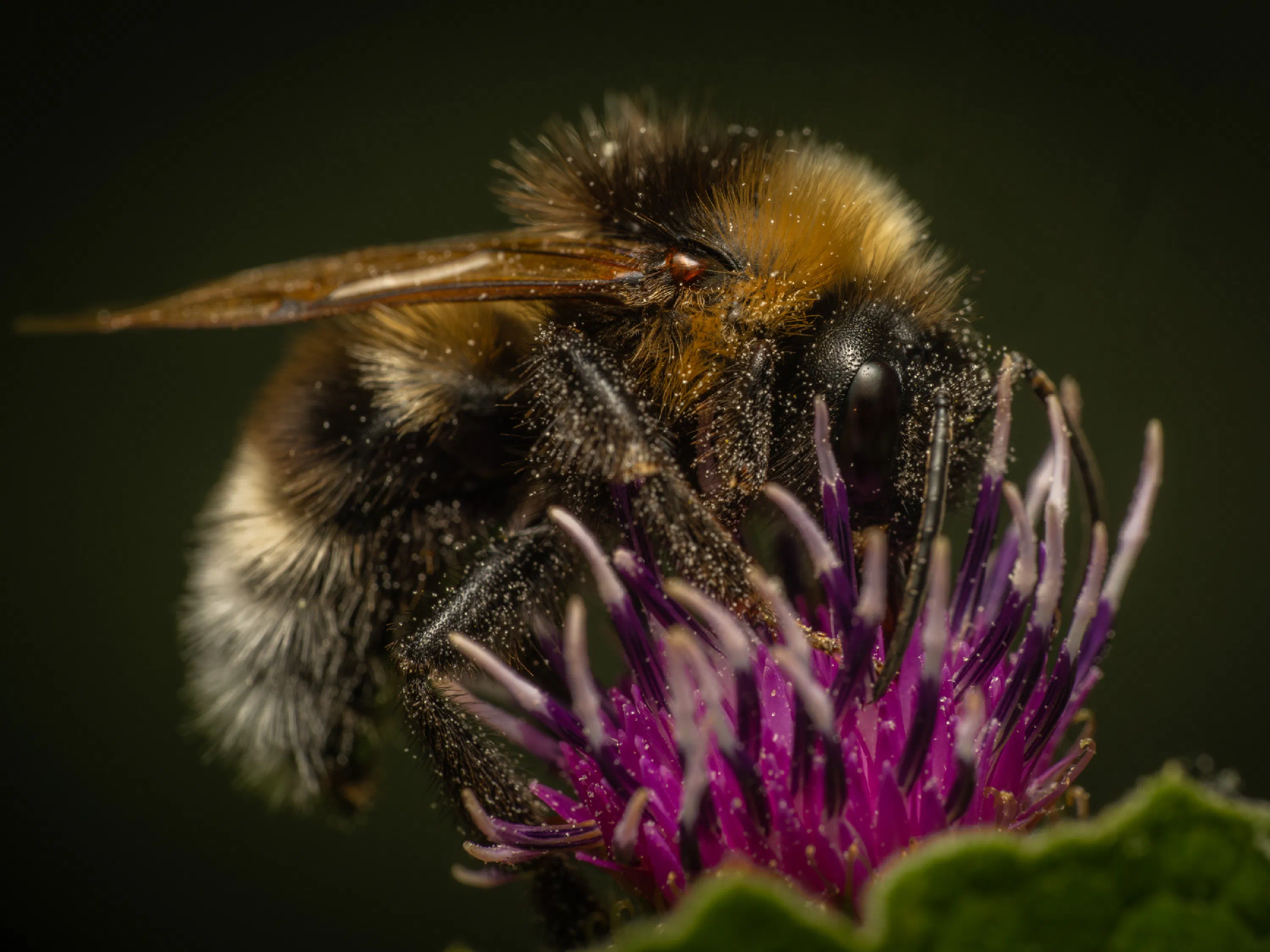 Garden Bumble Bee