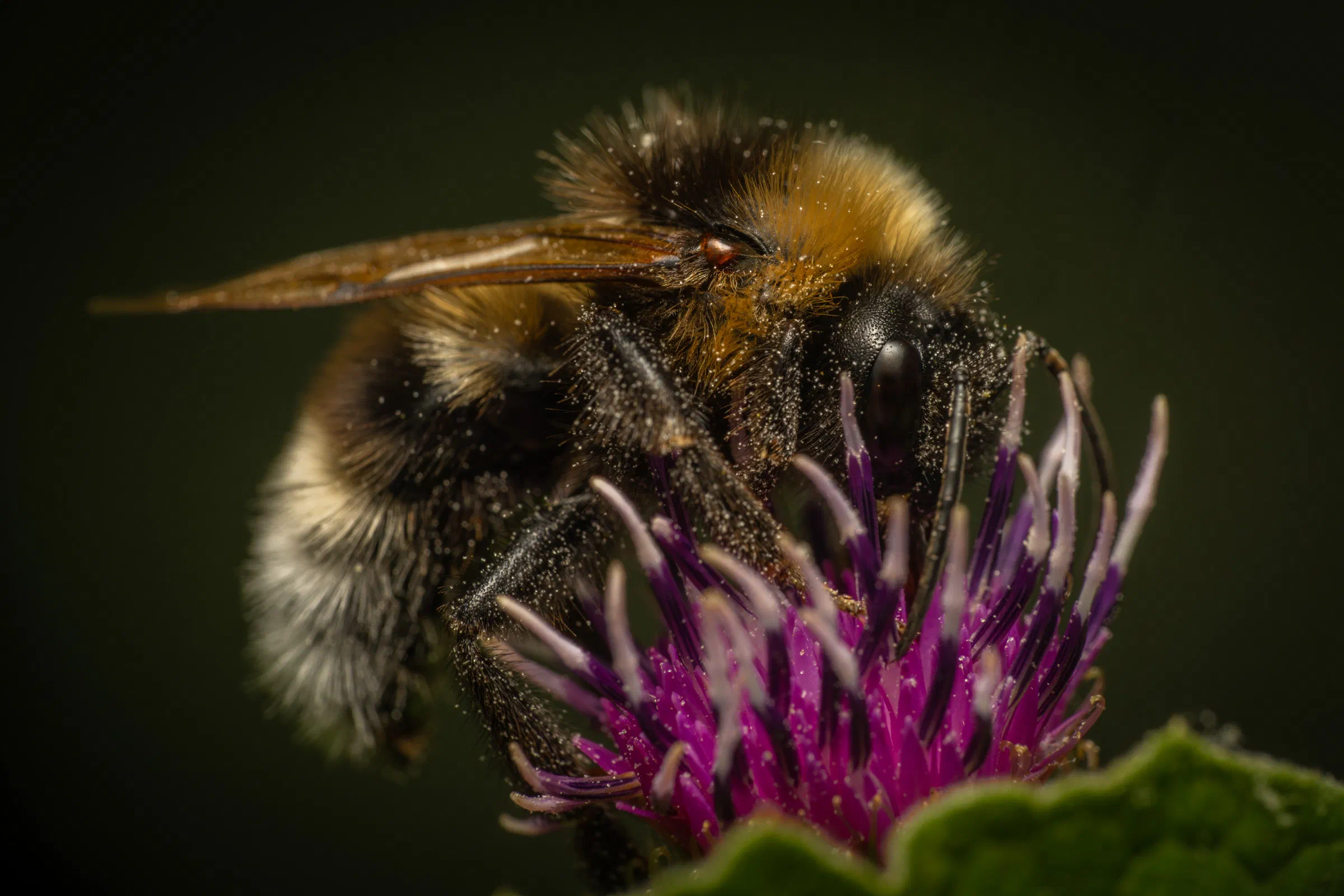 Gartenhummel