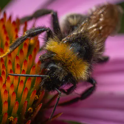 Gartenhummel