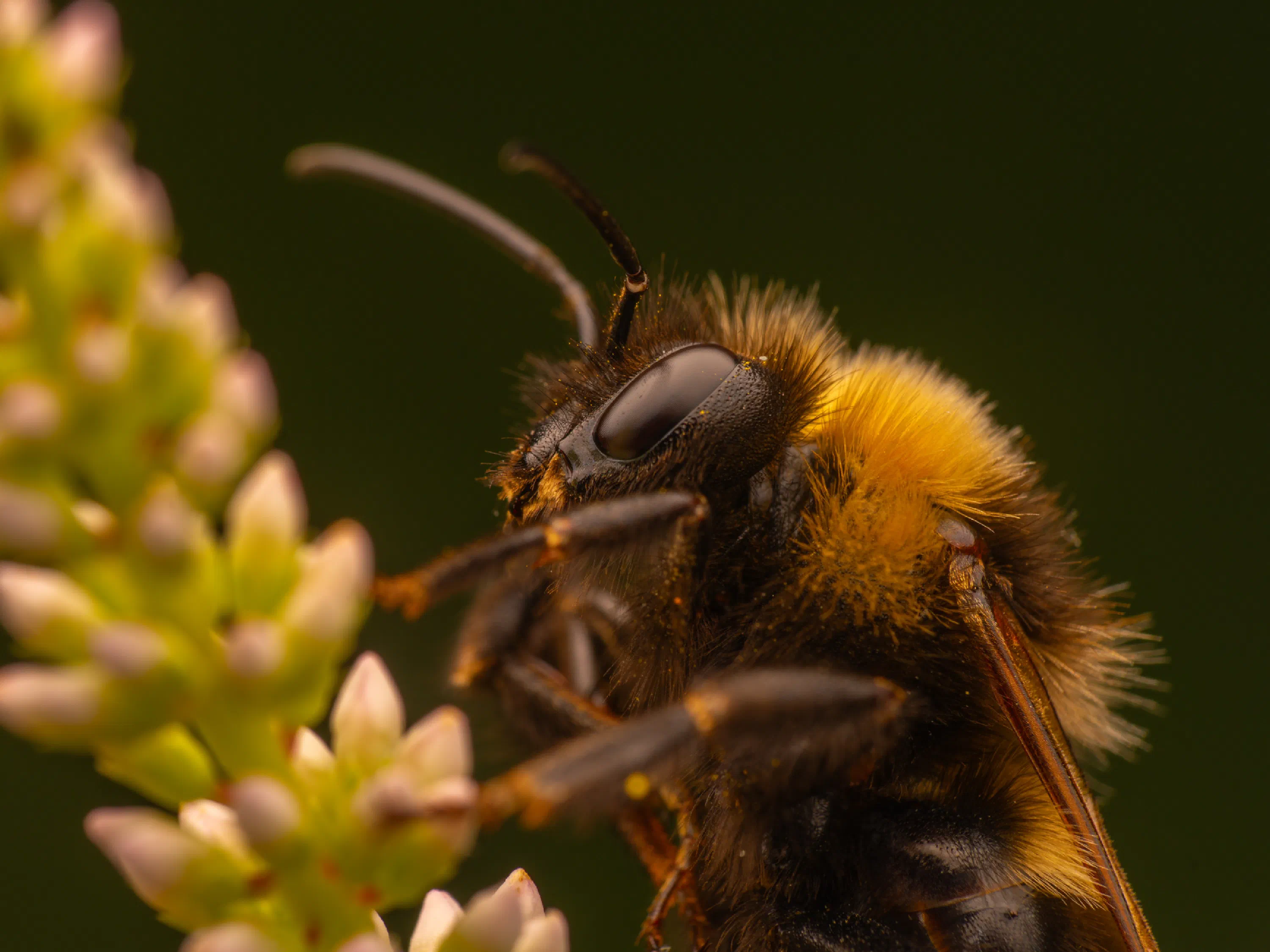 Garden Bumble Bee