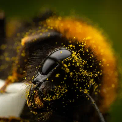 Garden Bumble Bee