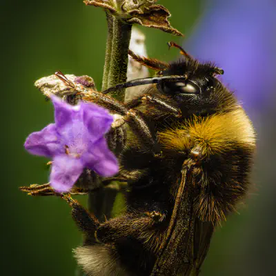 Gartenhummel