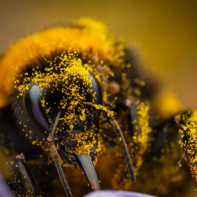 Garden Bumble Bee