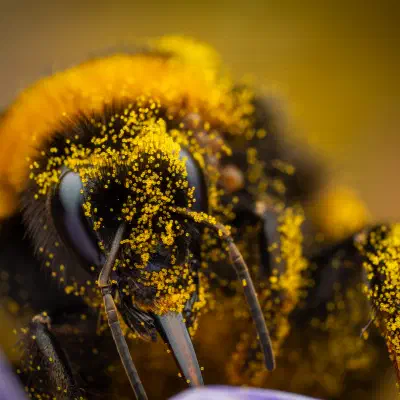 Garden Bumble Bee