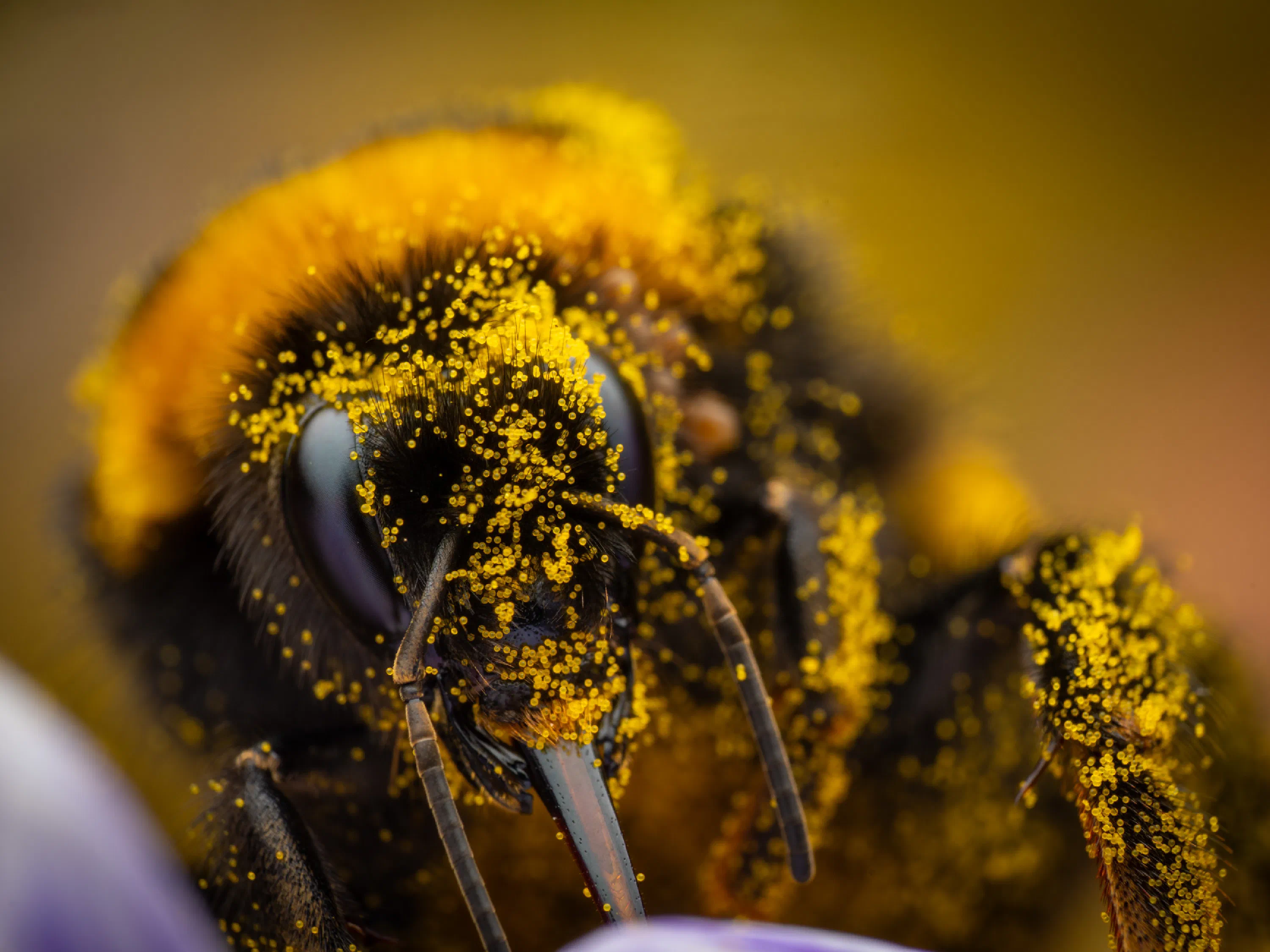Garden Bumble Bee