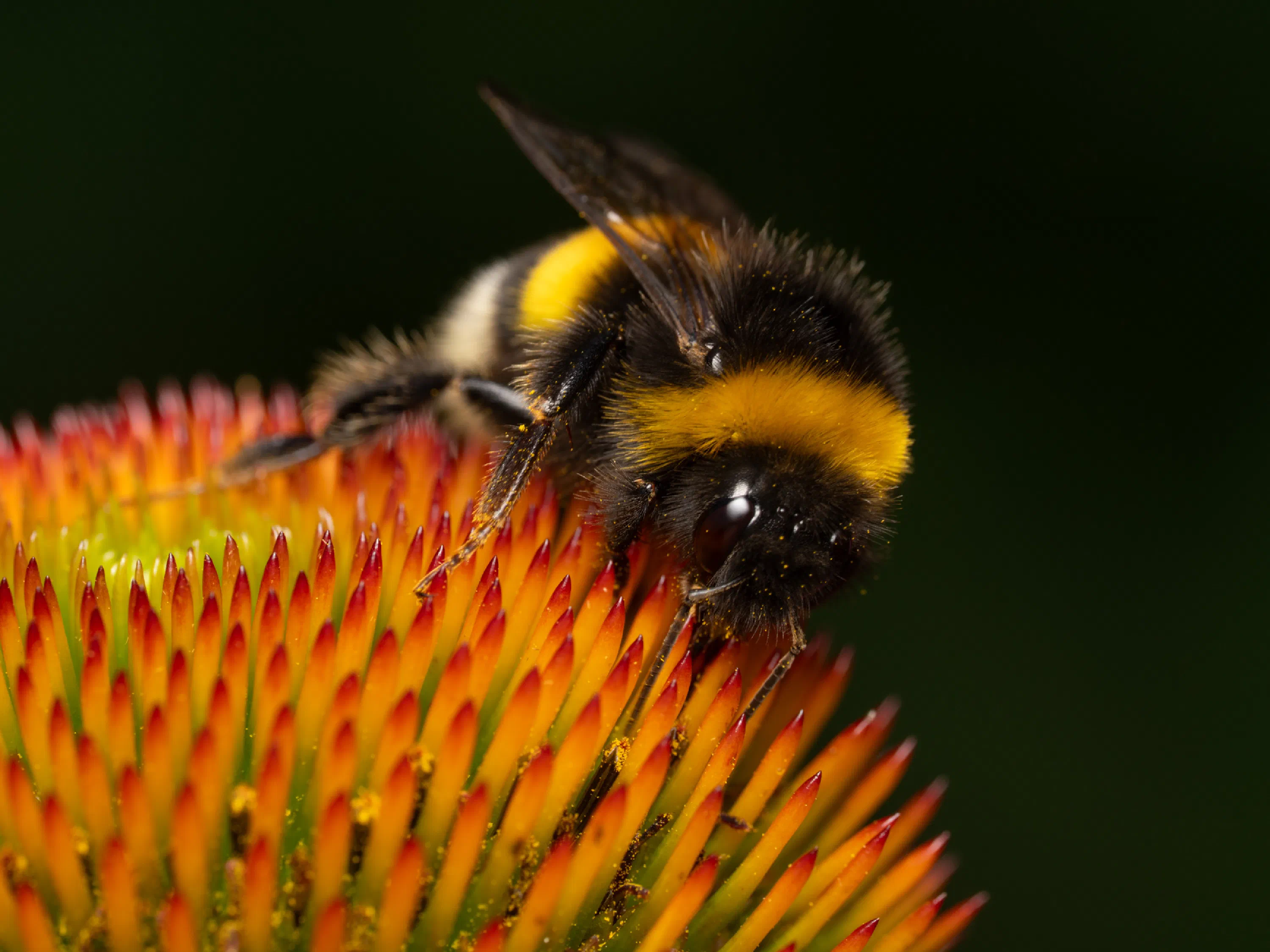 Garden Bumble Bee