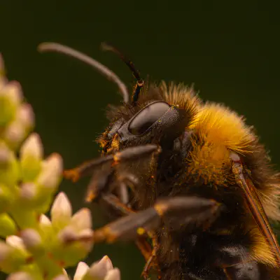 Gartenhummel