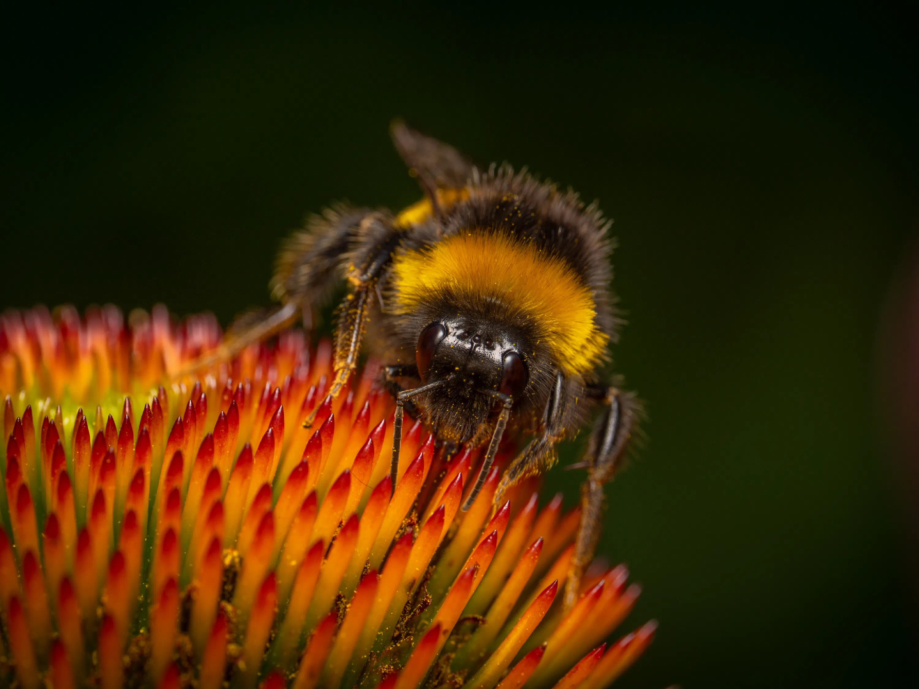 Garden Bumble Bee