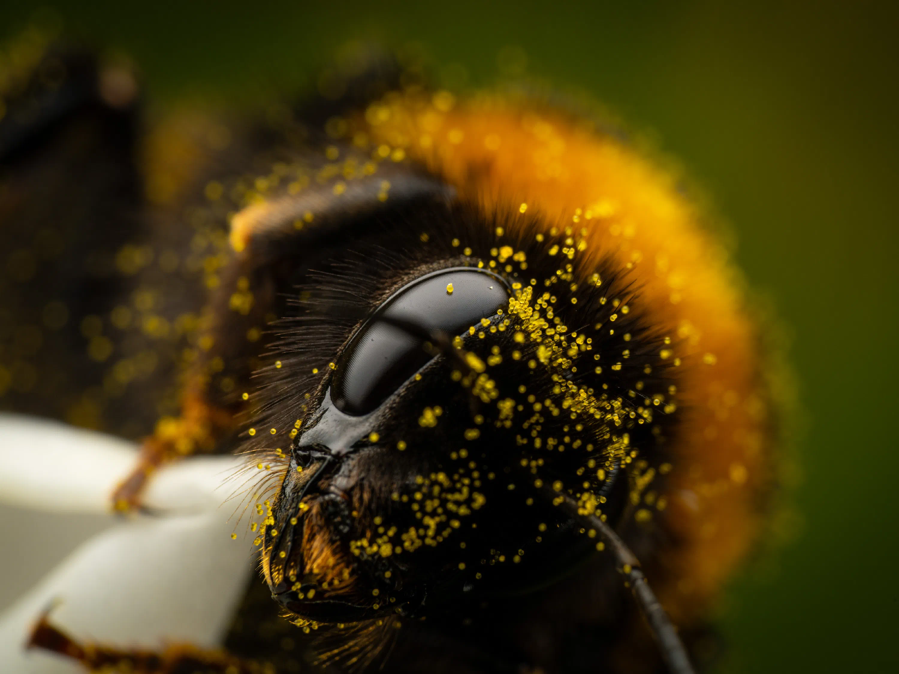 Garden Bumble Bee