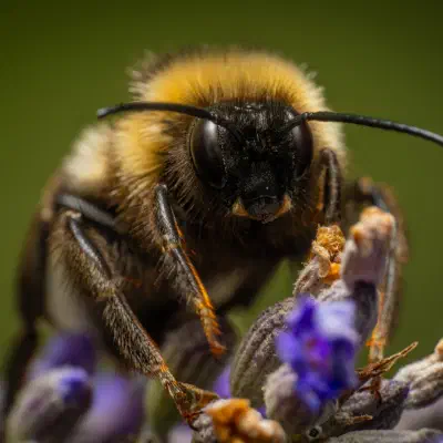 Cuckoo Bumble Bees
