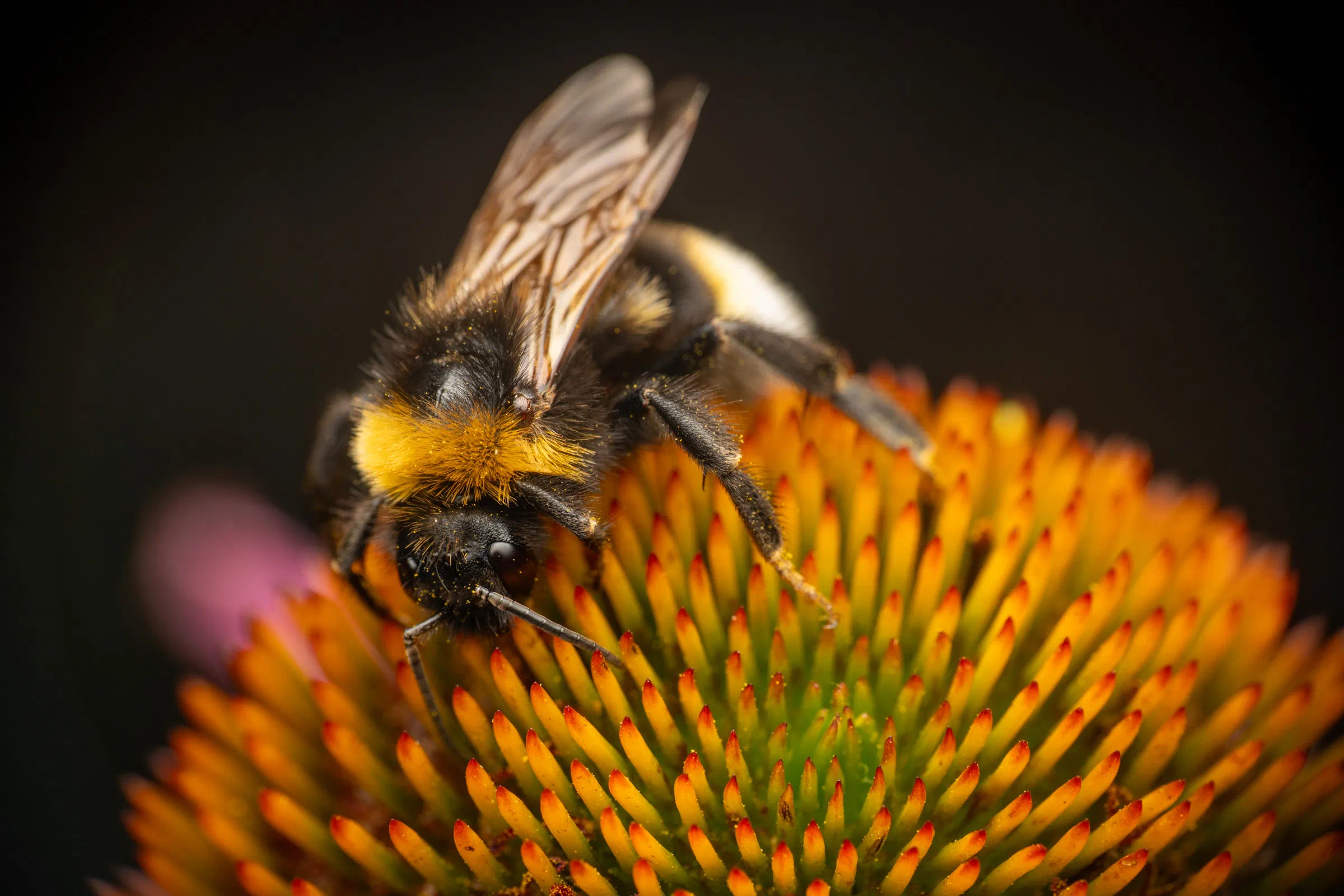 Cuckoo Bumble Bees – No. 4