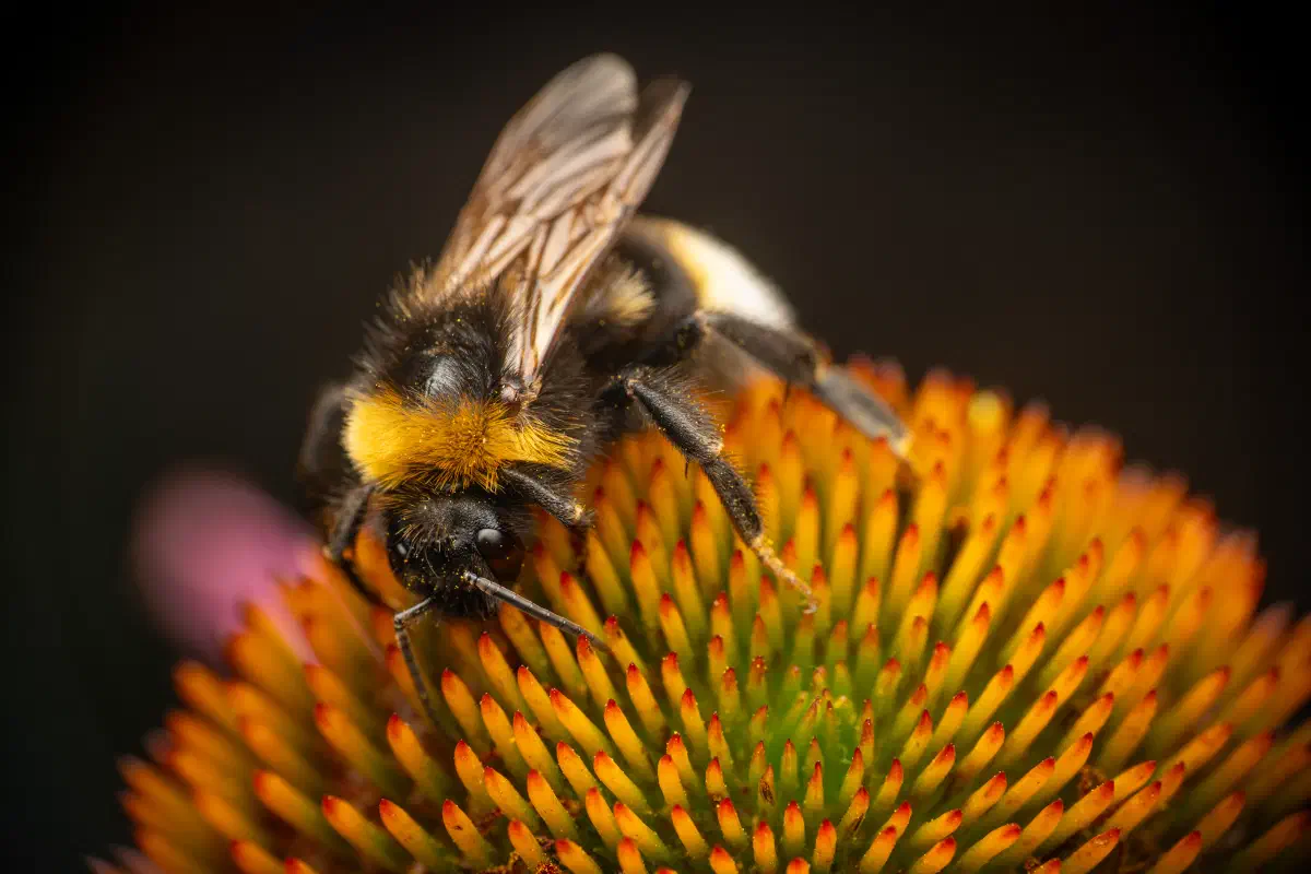 Kuckuckshummeln – No. 3