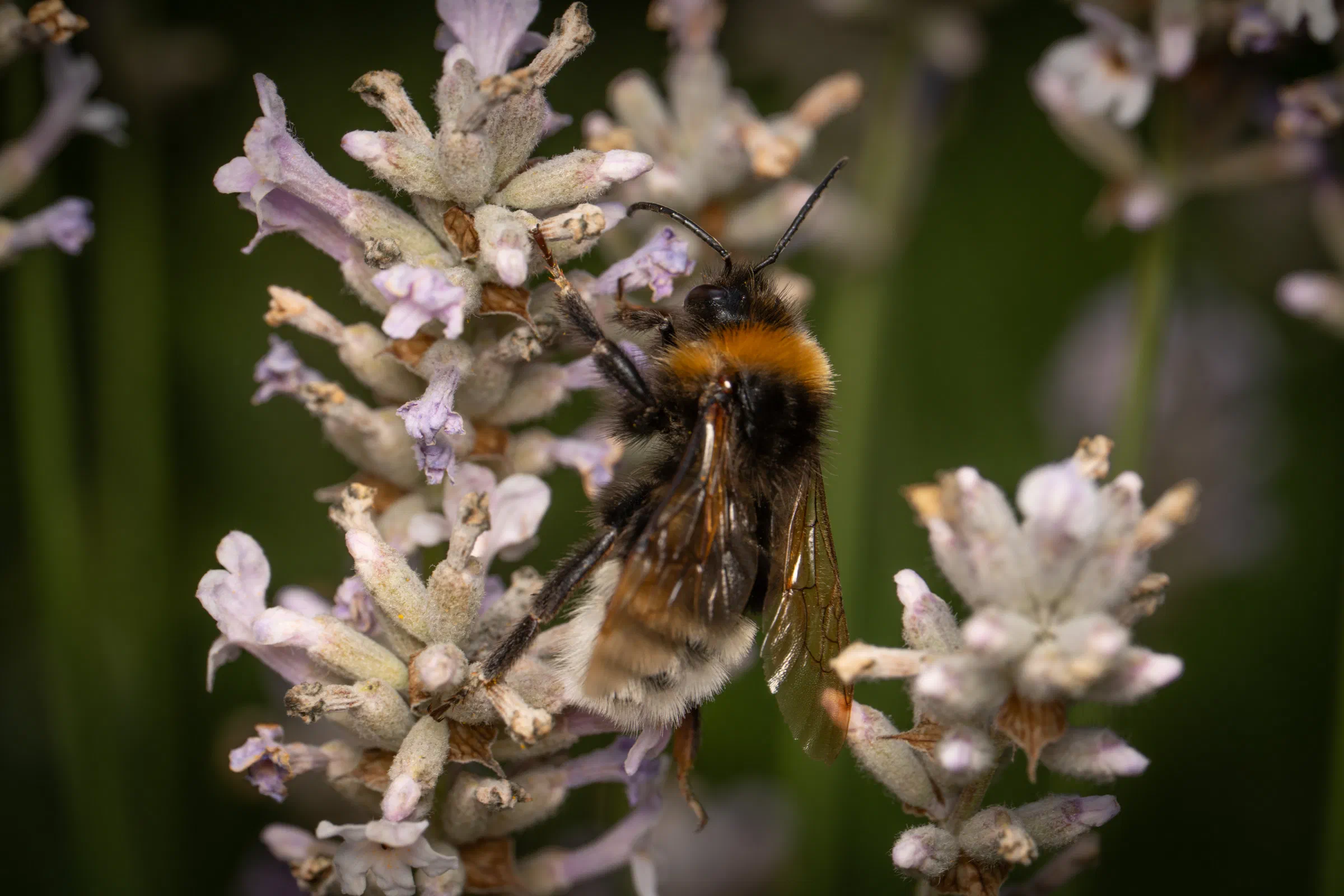Cuckoo Bumble Bees – No. 5
