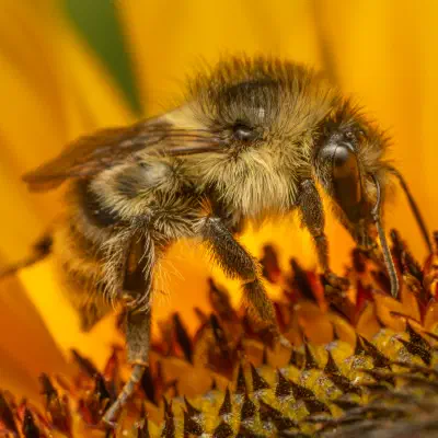 Shrill Carder-Bumble bee