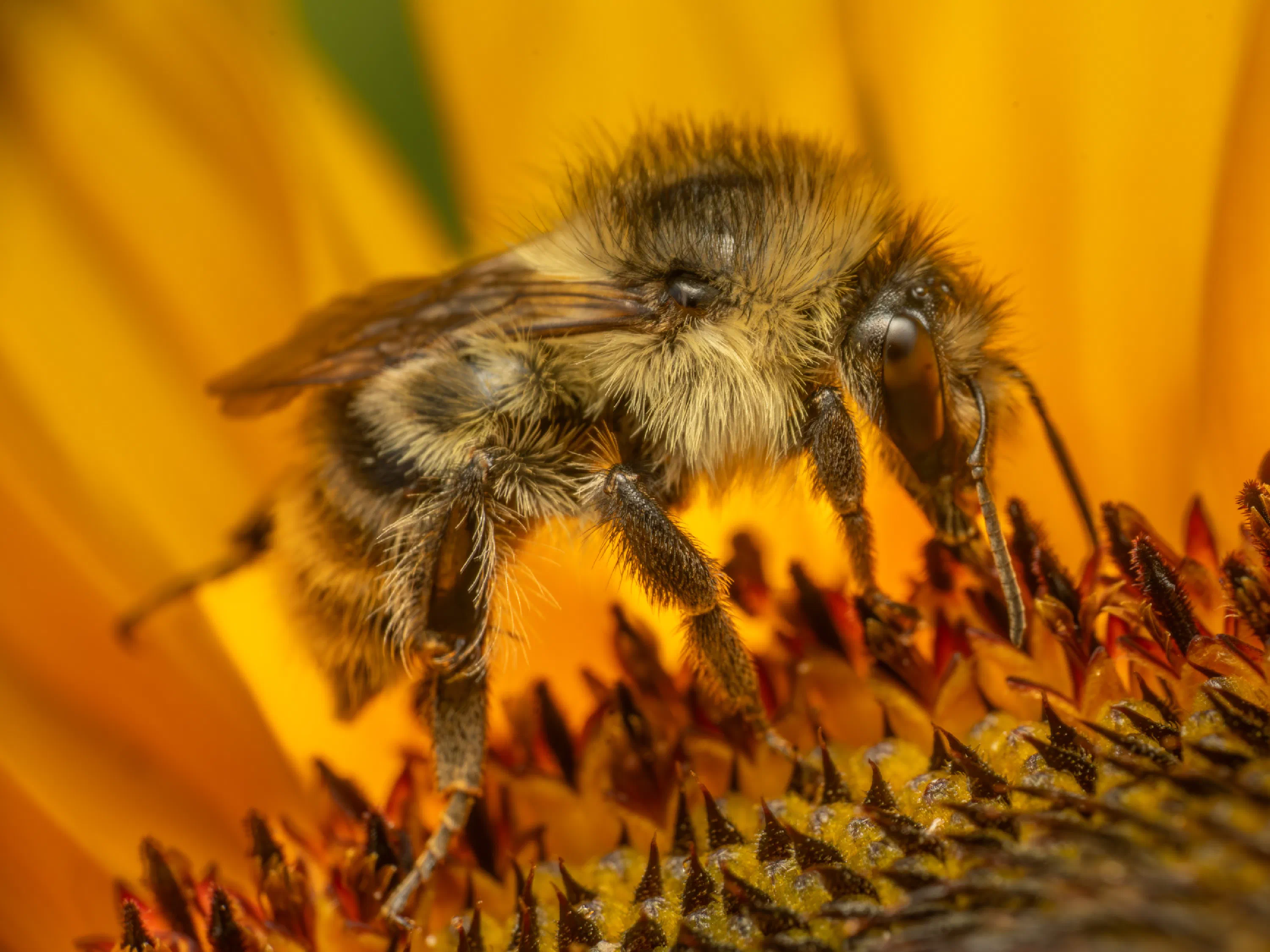 Waldhummel
