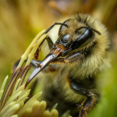 Shrill Carder-Bumble bee