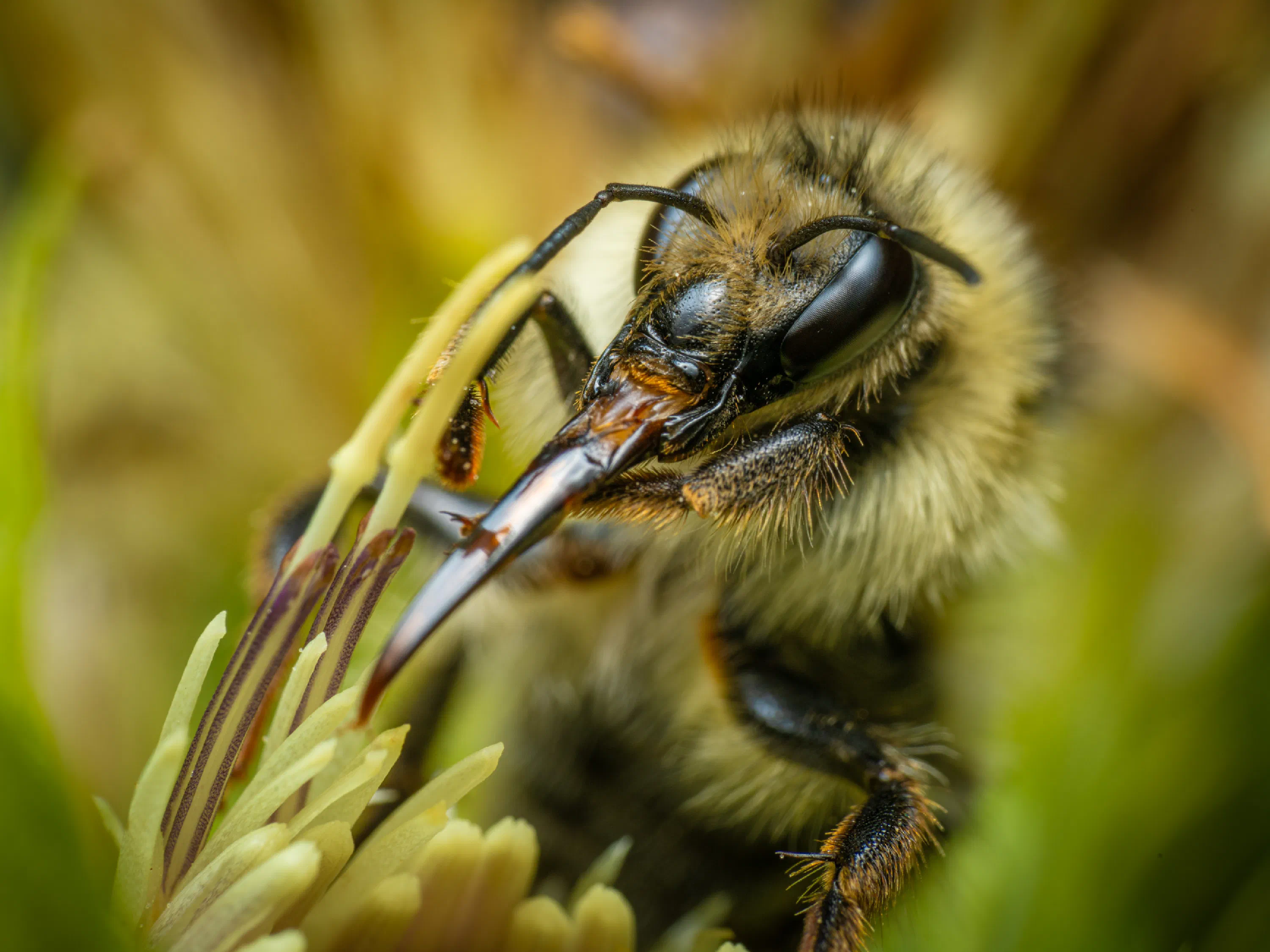Waldhummel