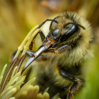 Waldhummel
