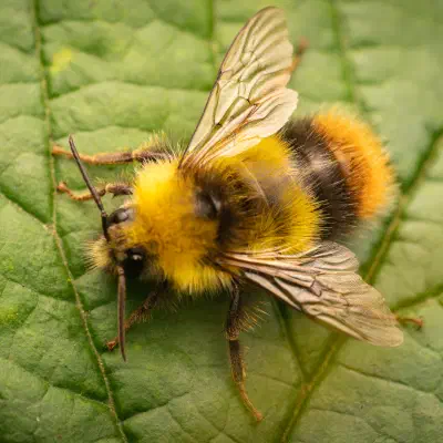 Bombus pratorum