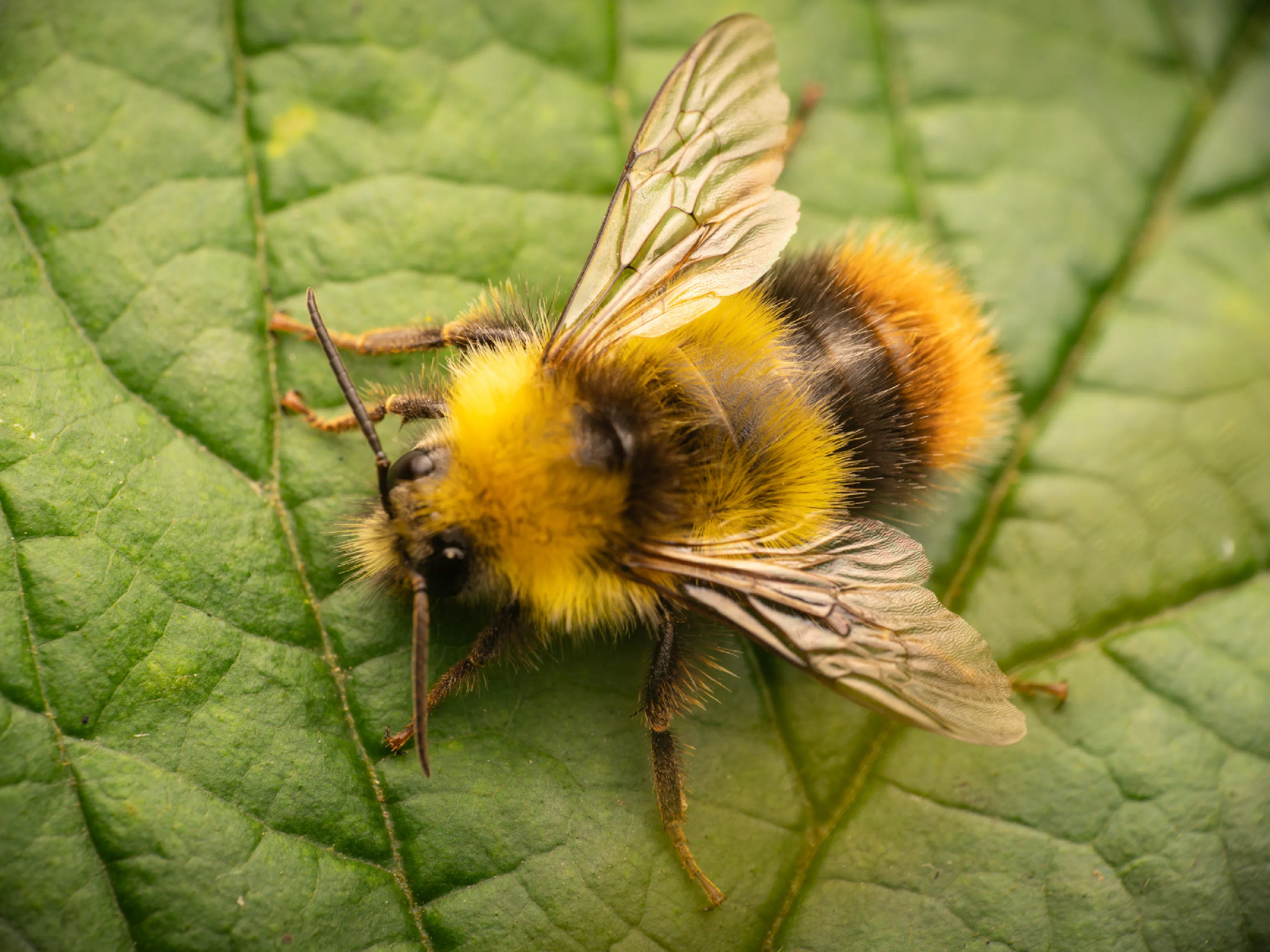 Early Bumble Bee