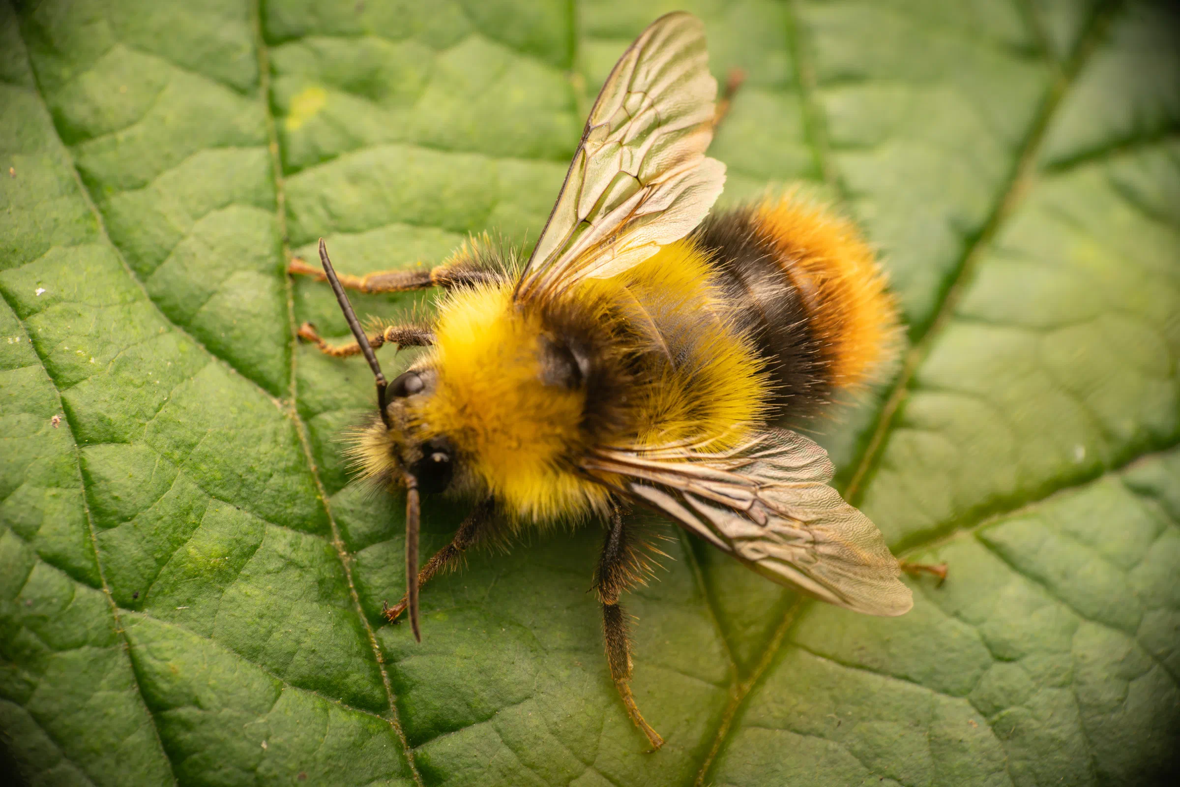 Early Bumble Bee