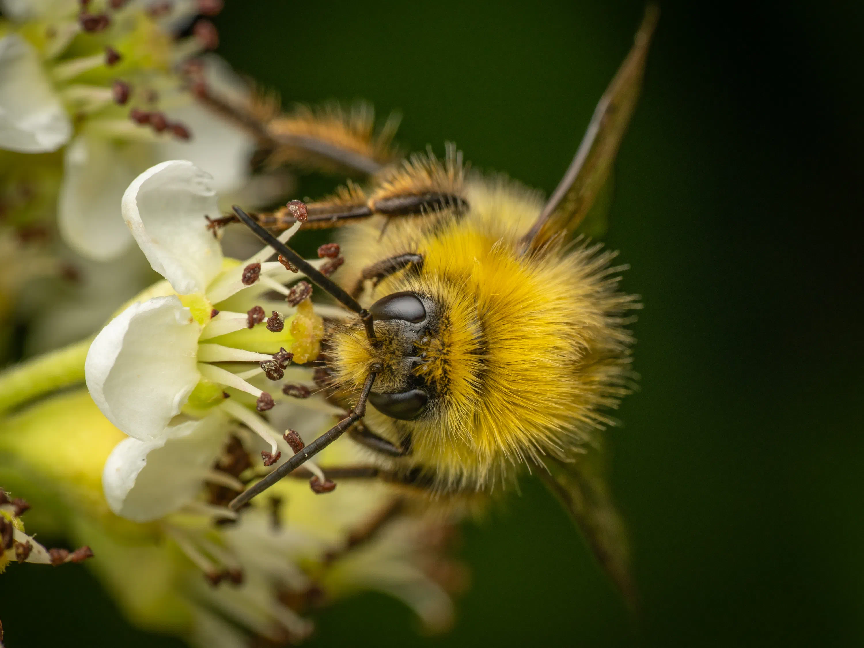 Early Bumble Bee