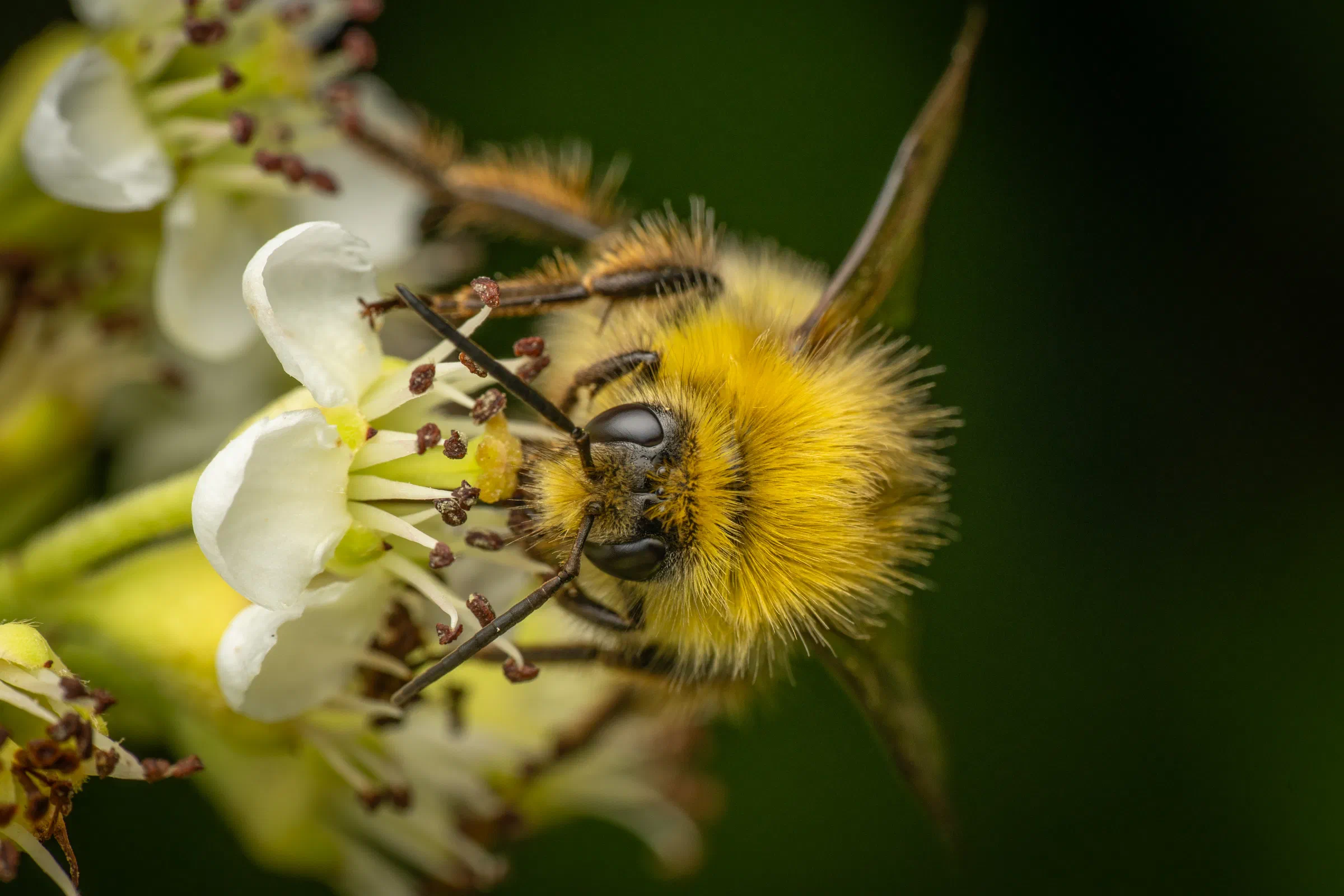 Early Bumble Bee