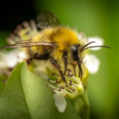 Bourdon des prés