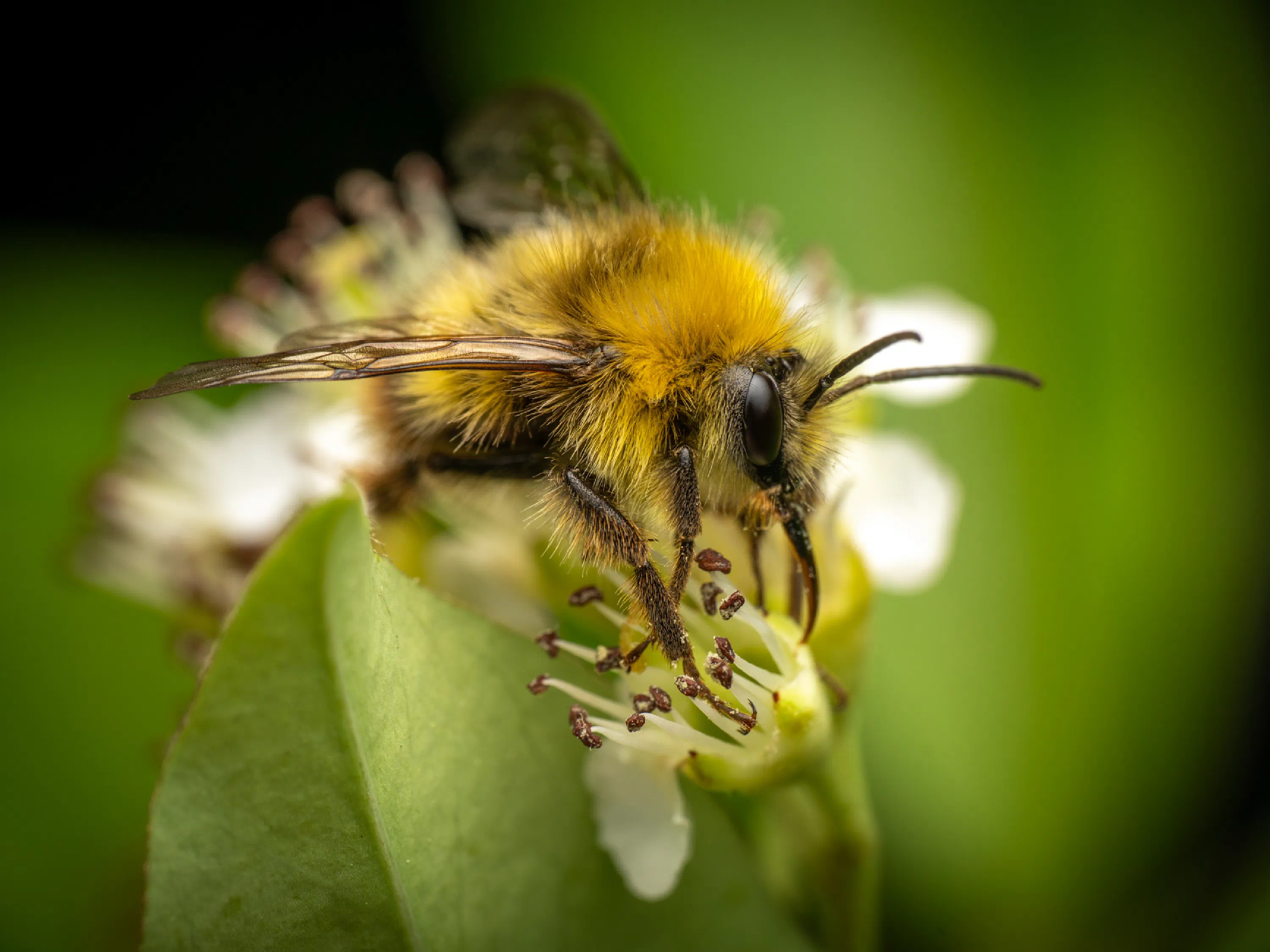Early Bumble Bee