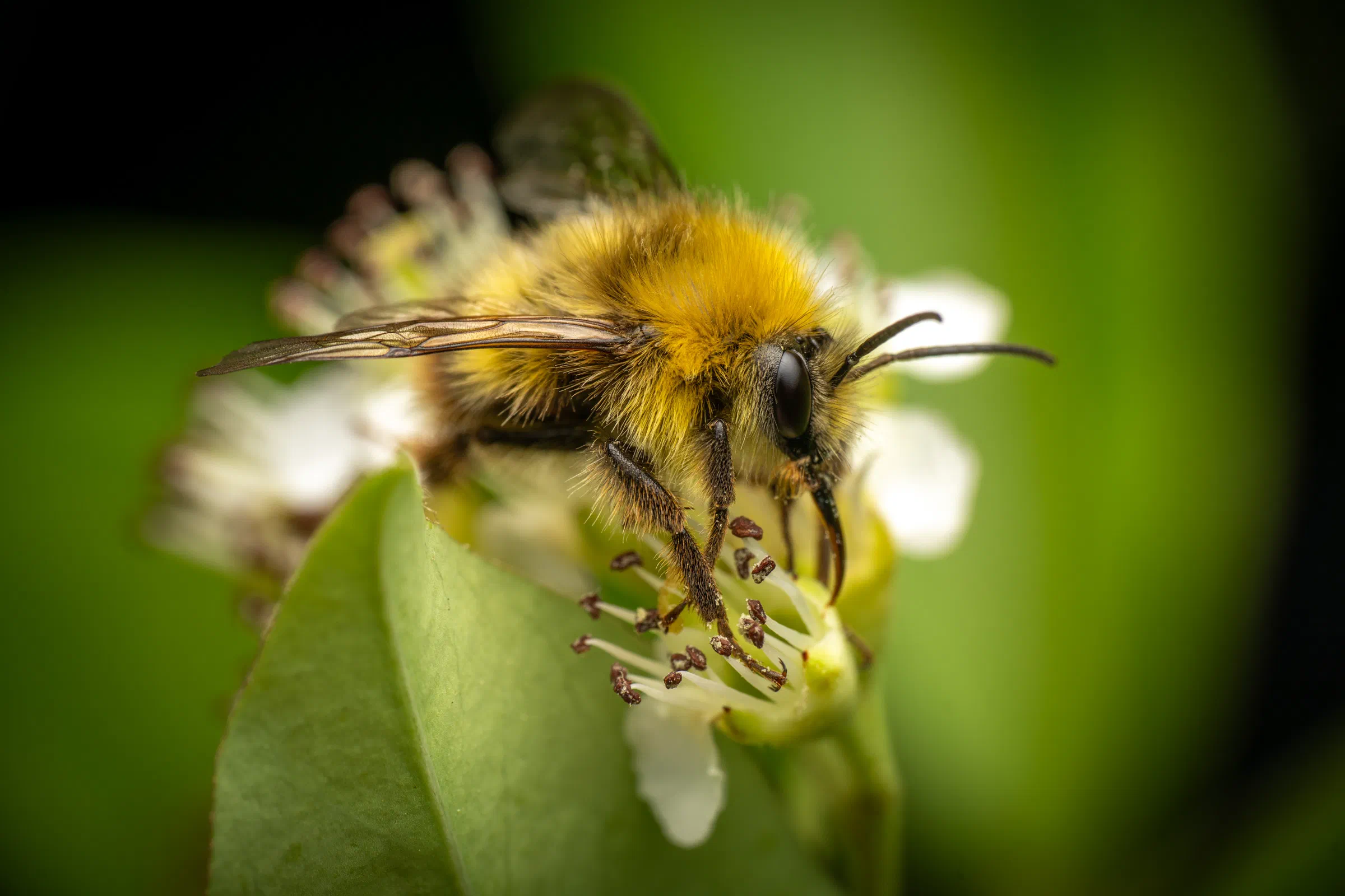 Early Bumble Bee