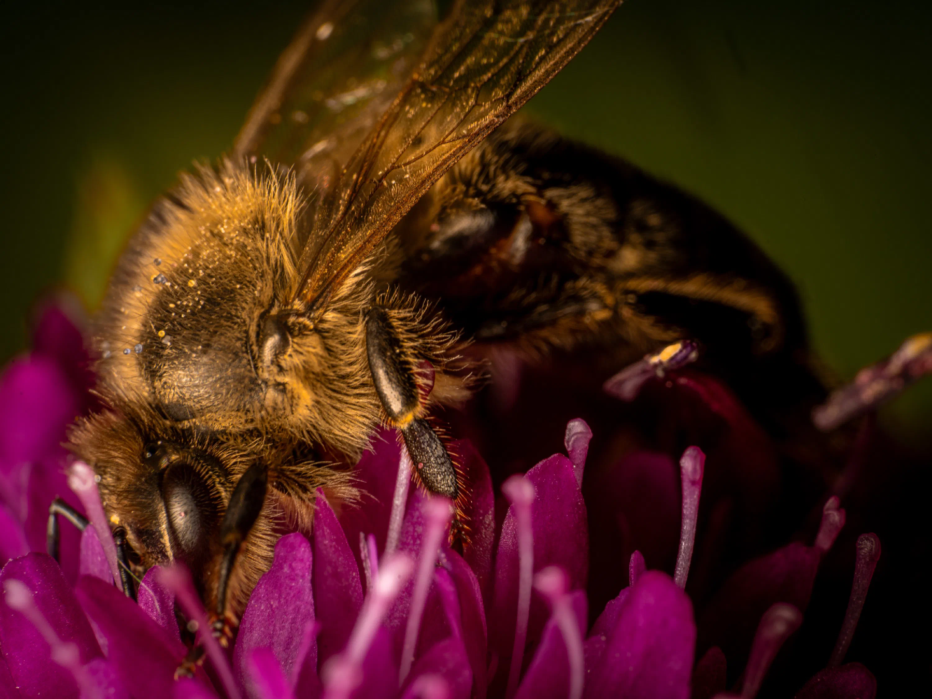 Abeja melífera europea