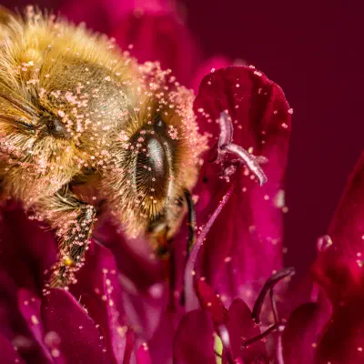 Western Honey Bee