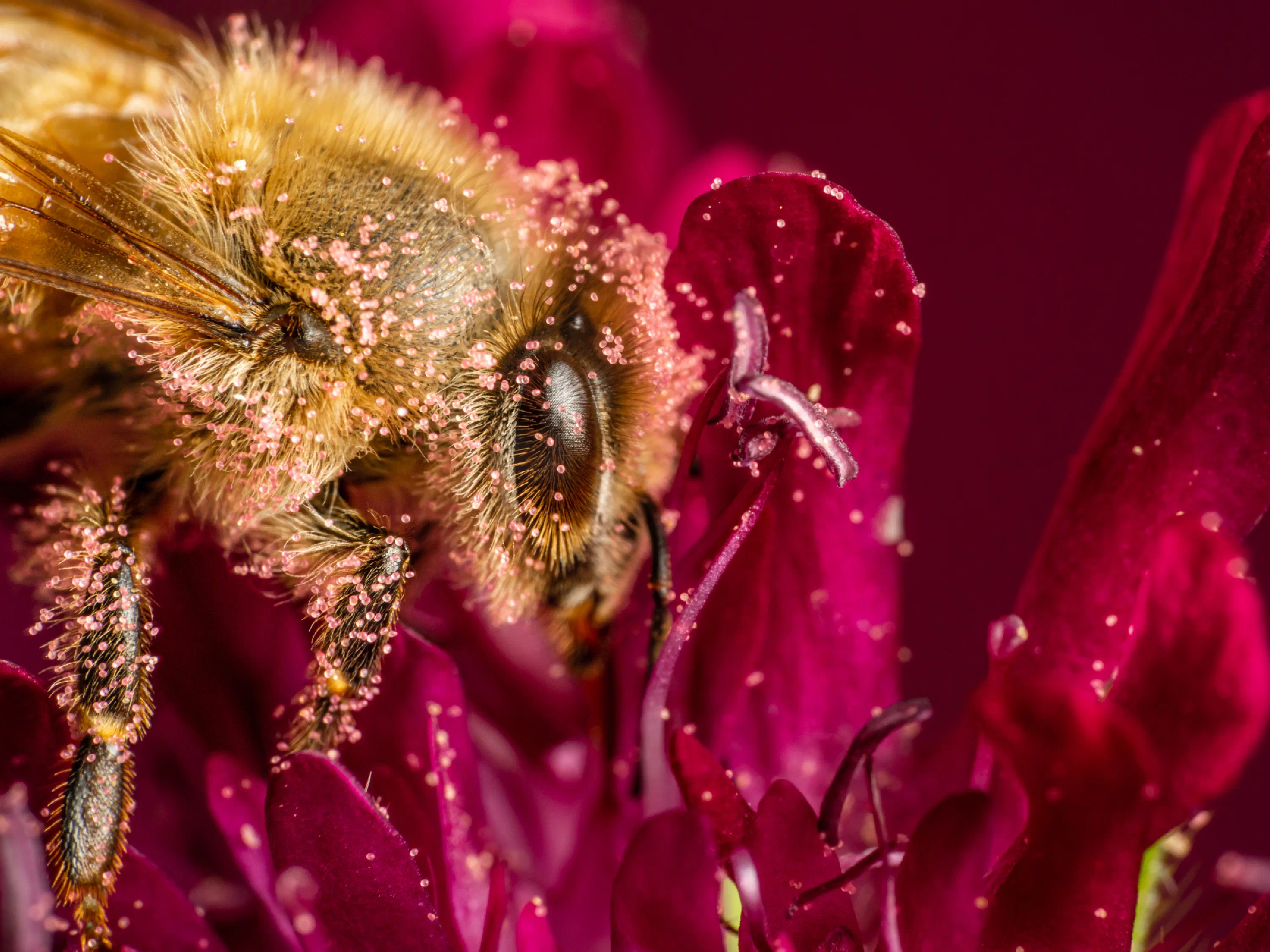 Abeja melífera europea
