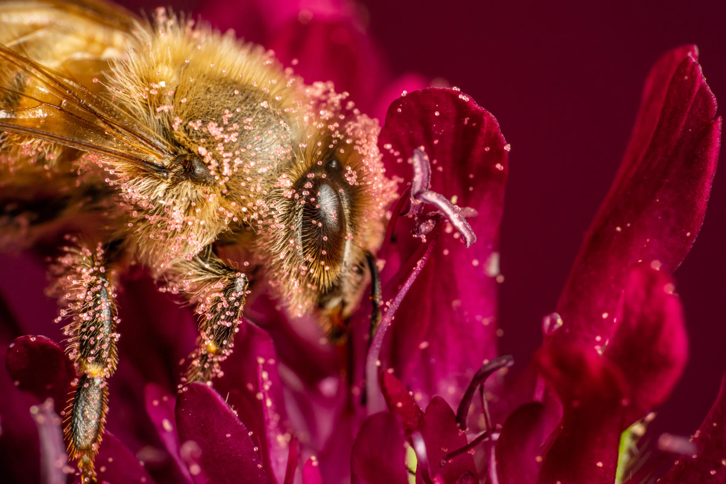 Western Honey Bee