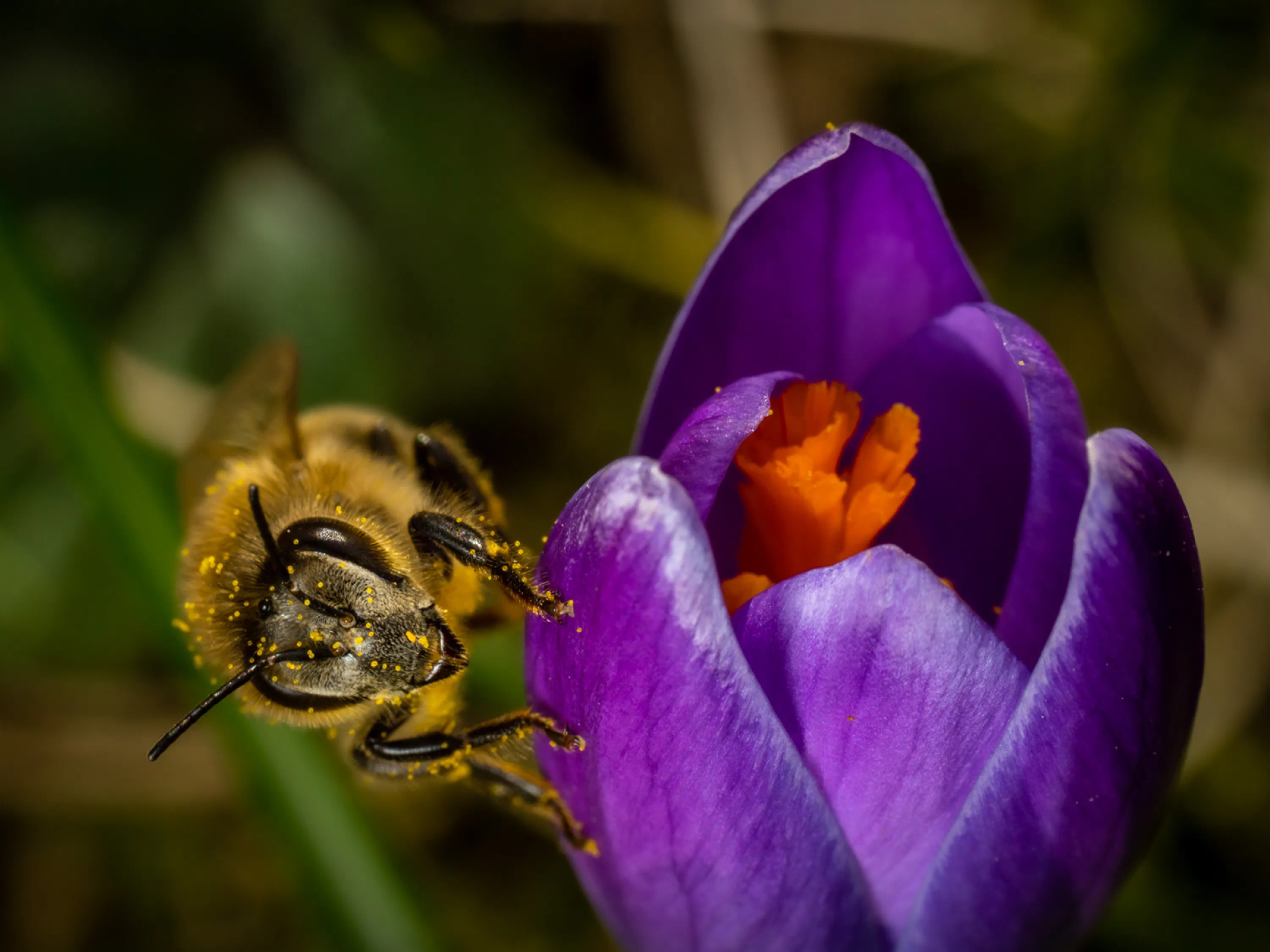 Abeja melífera europea