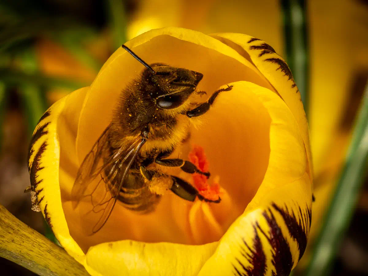 Abeille domestique