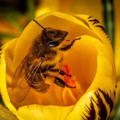 Western Honey Bee