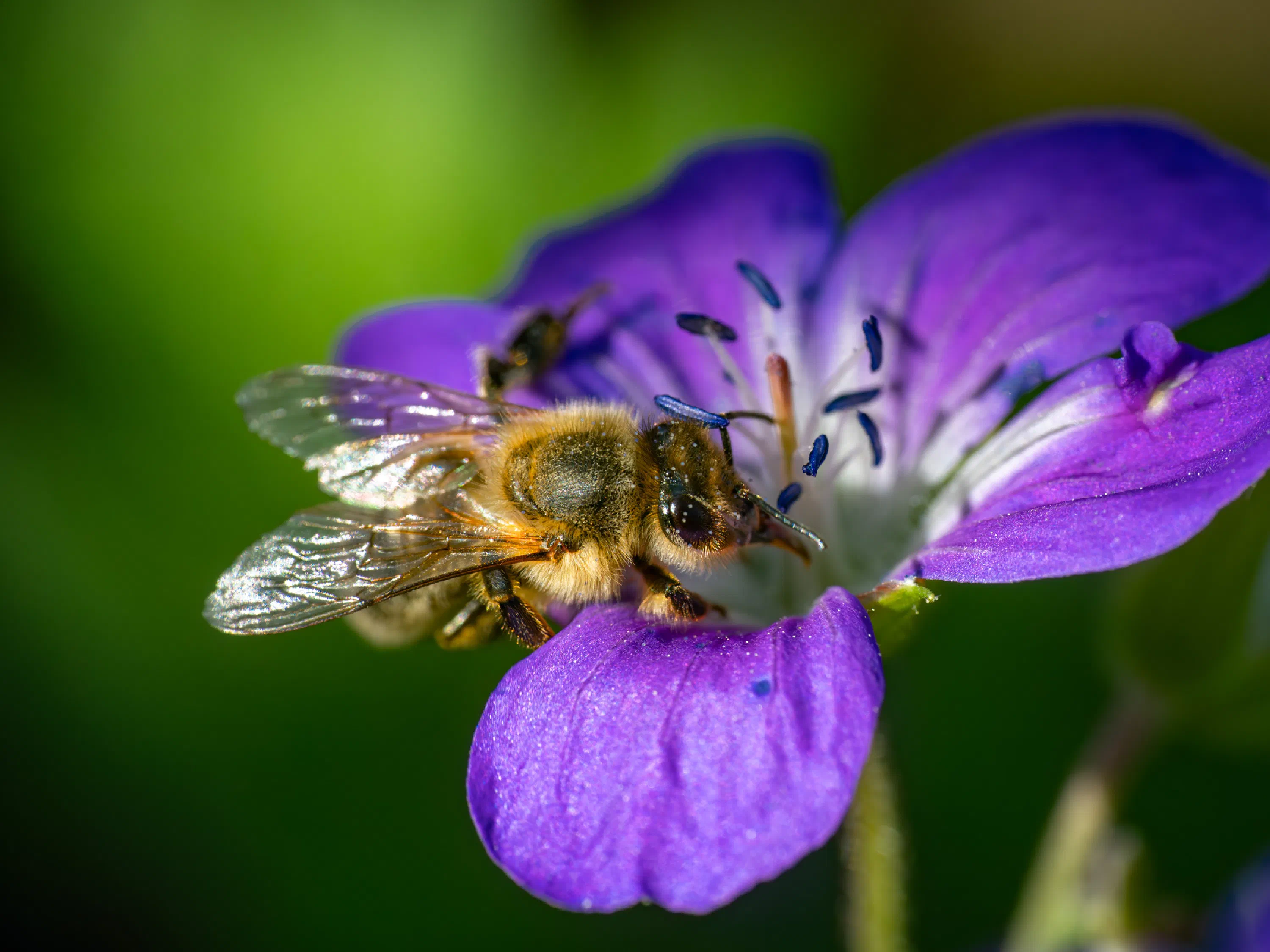 Abeja melífera europea