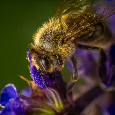 Western Honey Bee