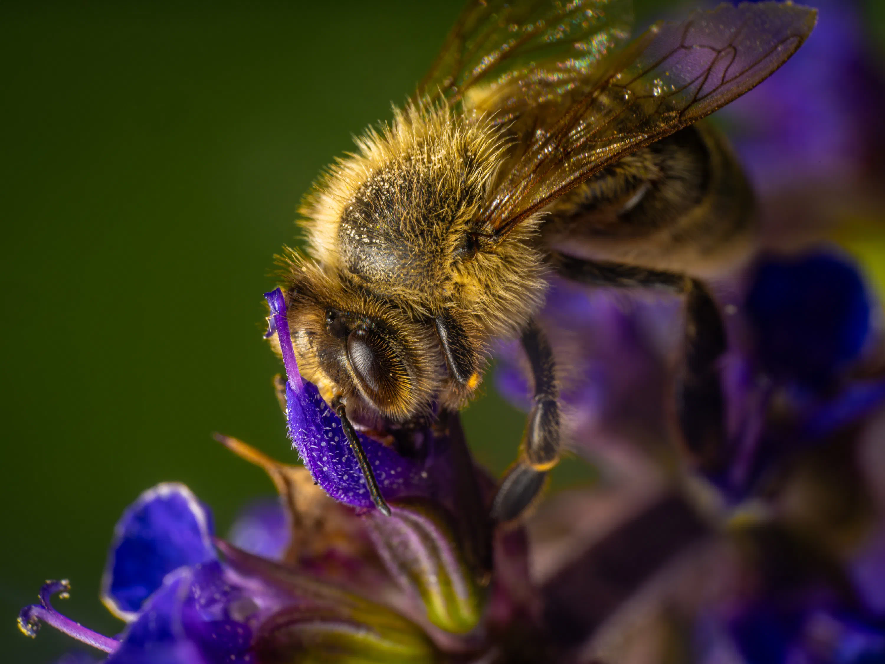 Abeja melífera europea