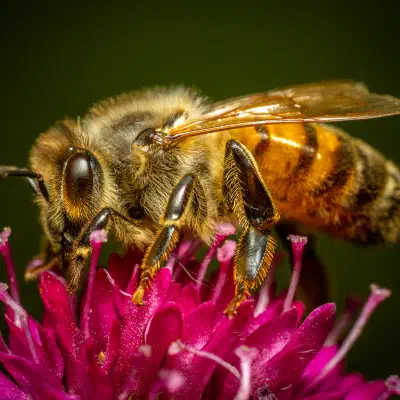 Western Honey Bee