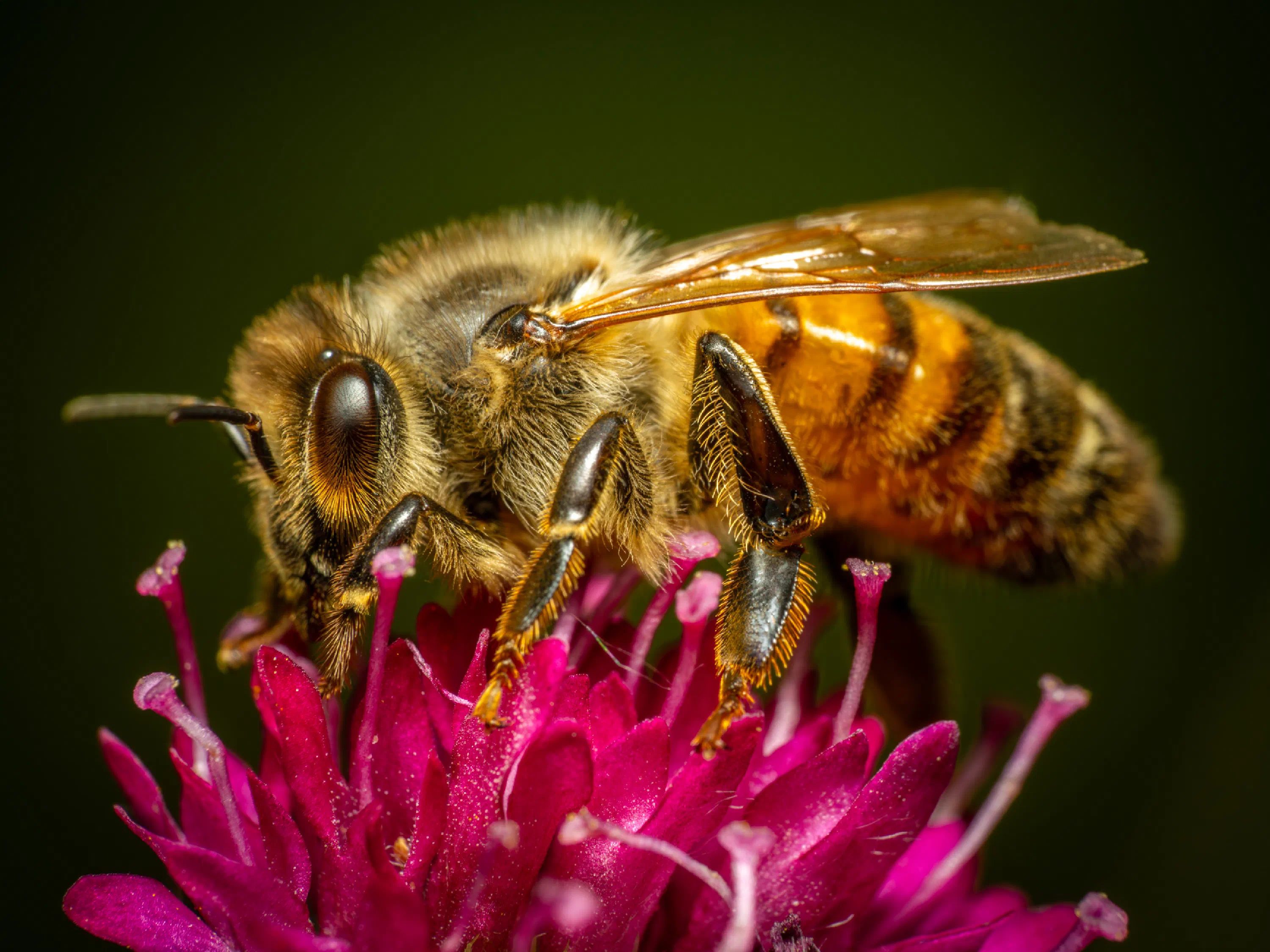 Abeja melífera europea